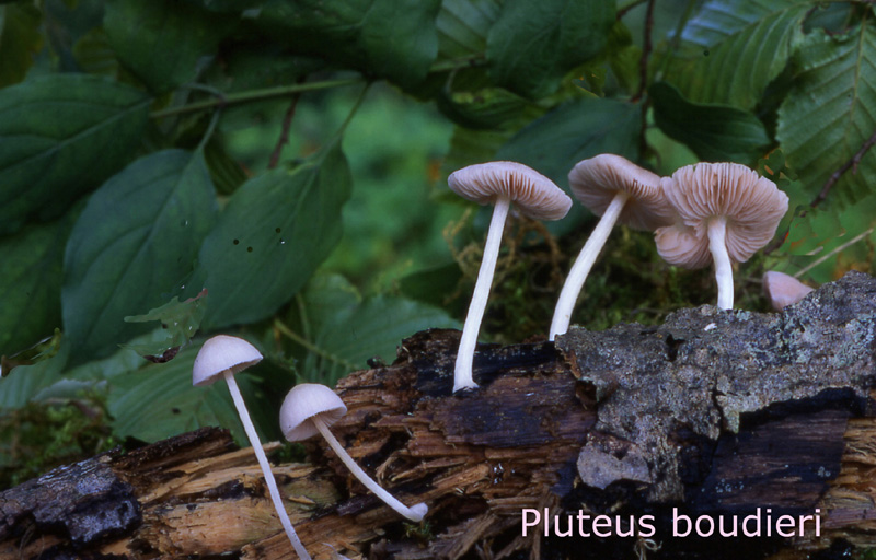 Pluteus boudieri-amf1487.jpg - Pluteus boudieri ; Non français: Plutée de Boudier